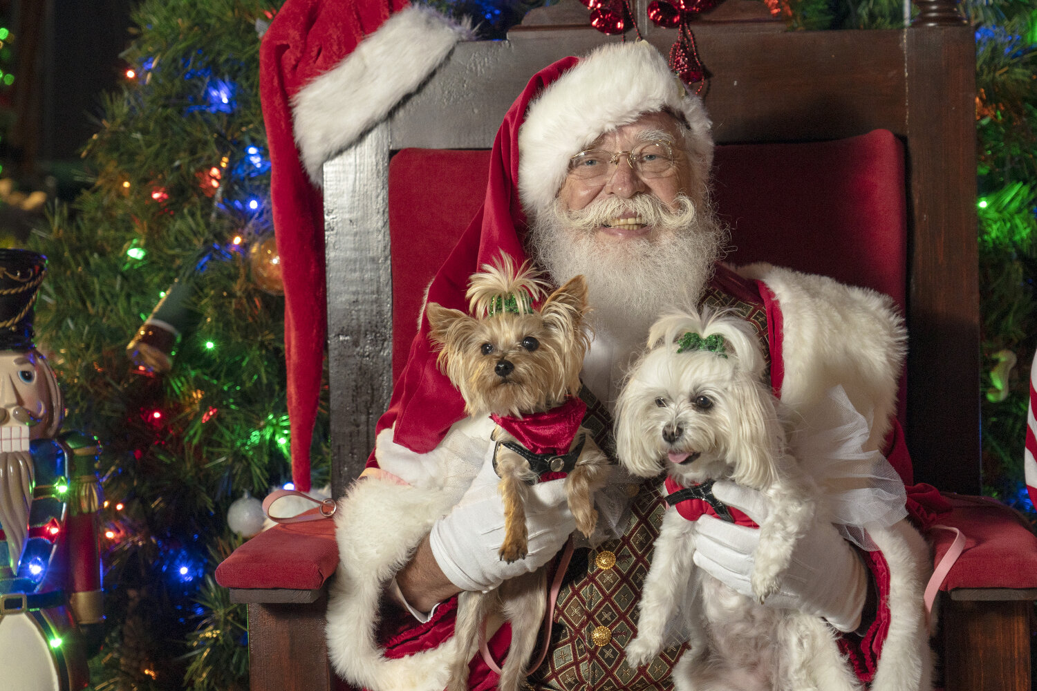 Christmas Pet Pictures with Santa in Key West Florida